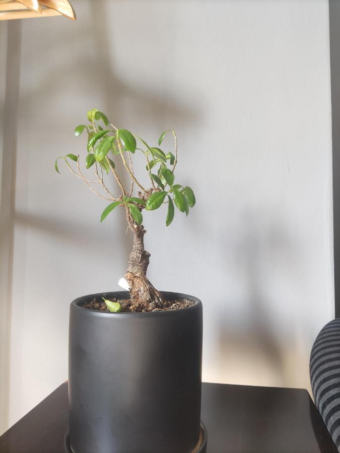 Koa Studio 1 Korce Bagian luar foto